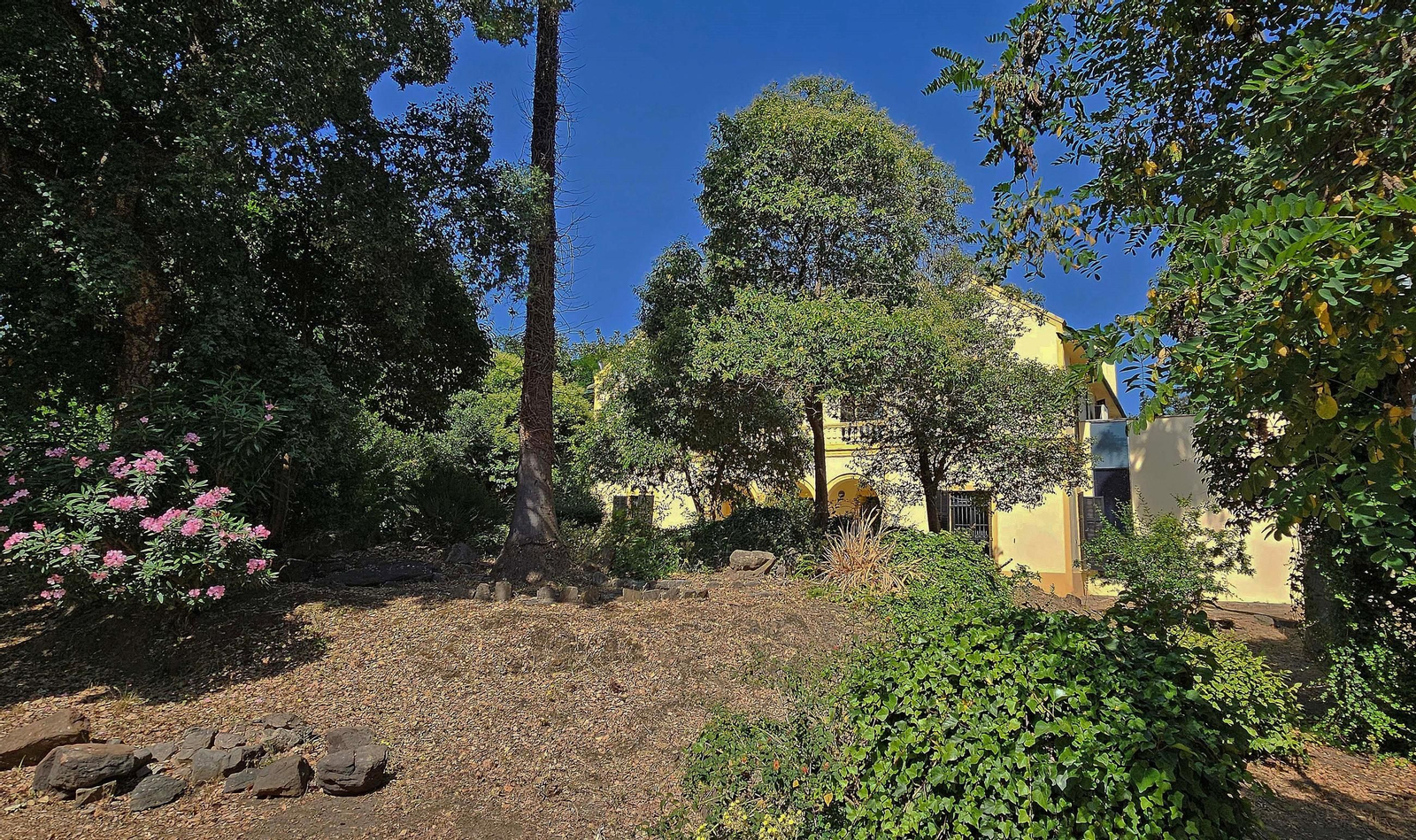 Uno de los robles, en el centro, delante de la sede de la Mancomunidad de Municpios, antigua residencia de los Smith