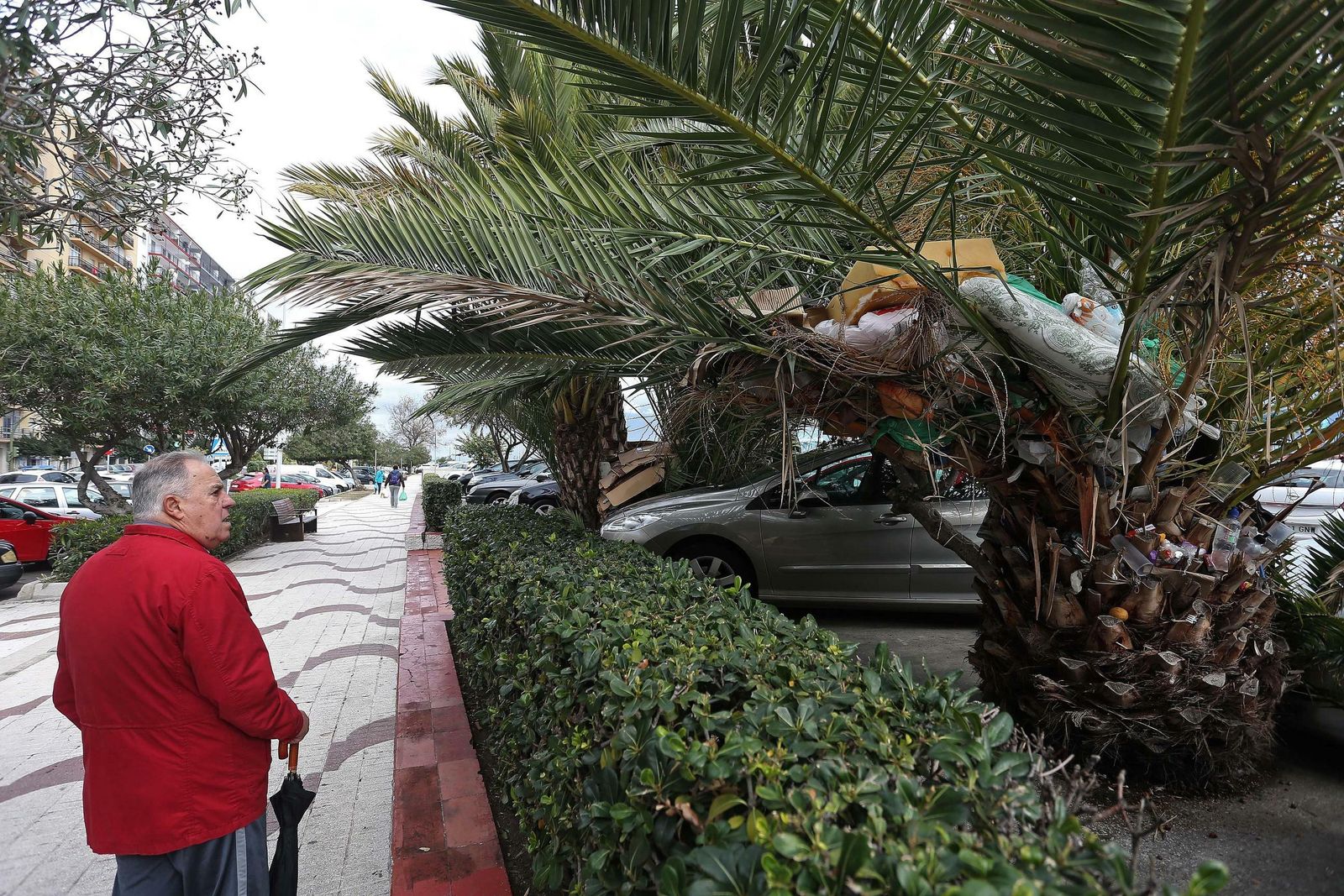 Un hombre observa la basura acumulada en la copa de la palmera imperial.