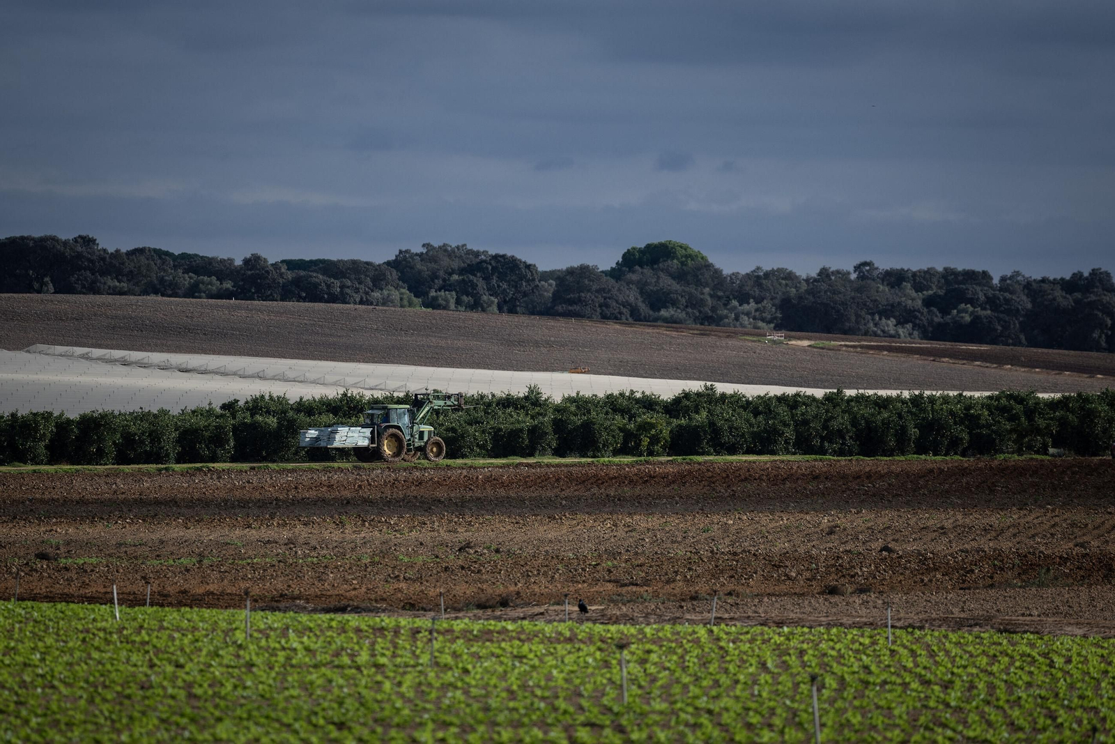 Imagen de cultivos en el entorno de Doñana.