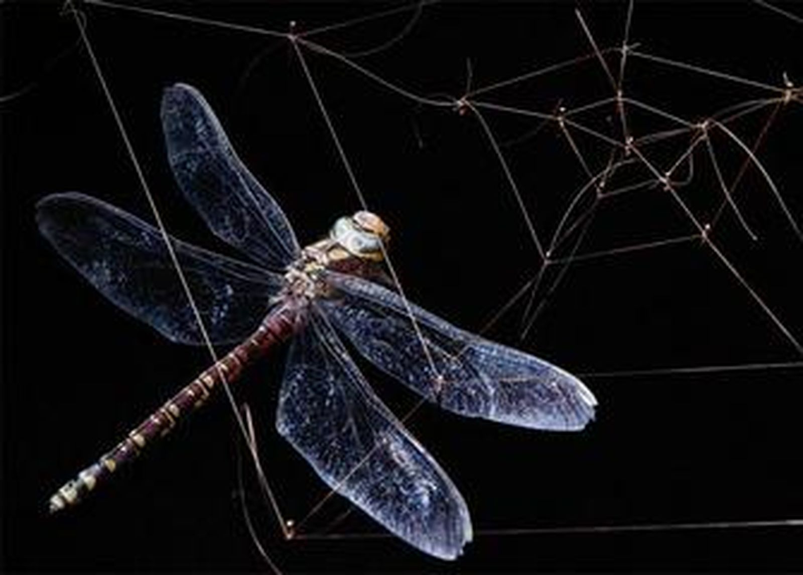 Sus uñas le sirvieron de materia prima para captar esta fotografía.