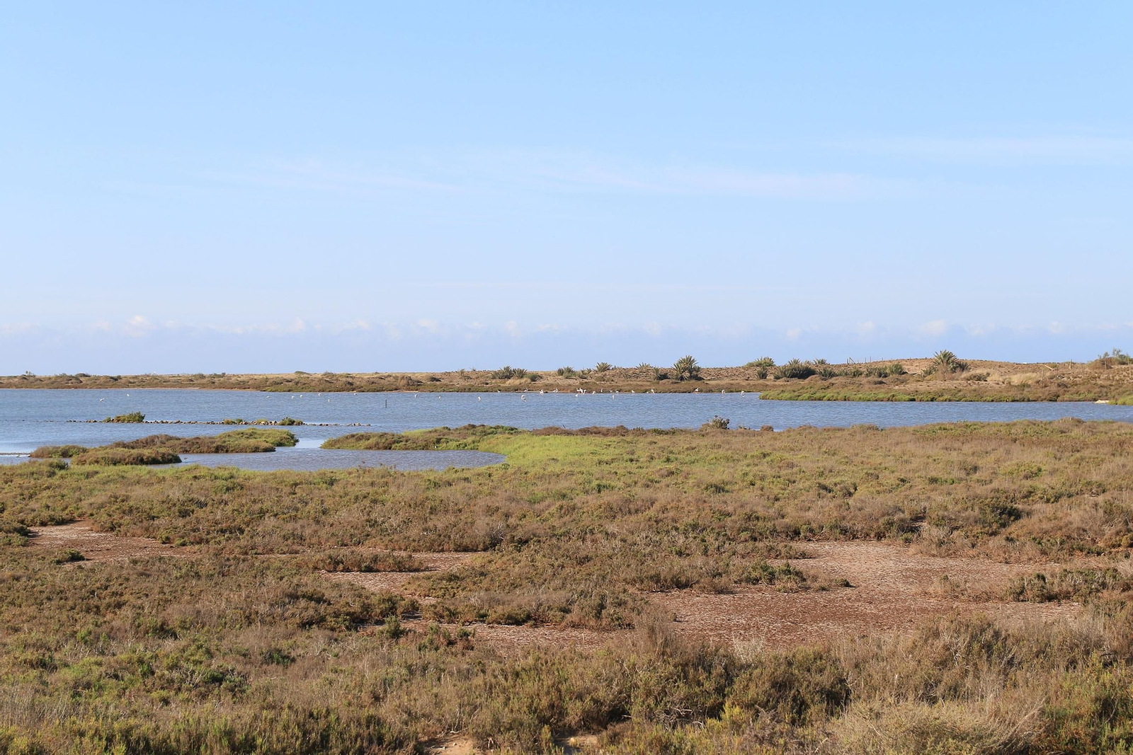 Las imágenes de las Salinas de Cabo de Gata recuperadas y con flamencos