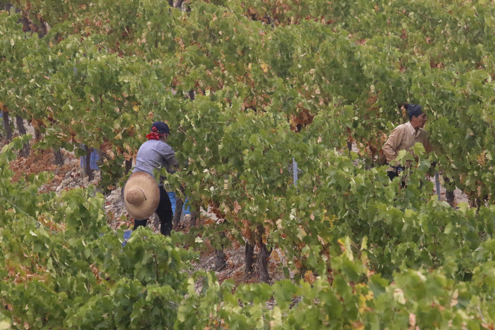 La vendimia en Montilla-Moriles, en fotografías