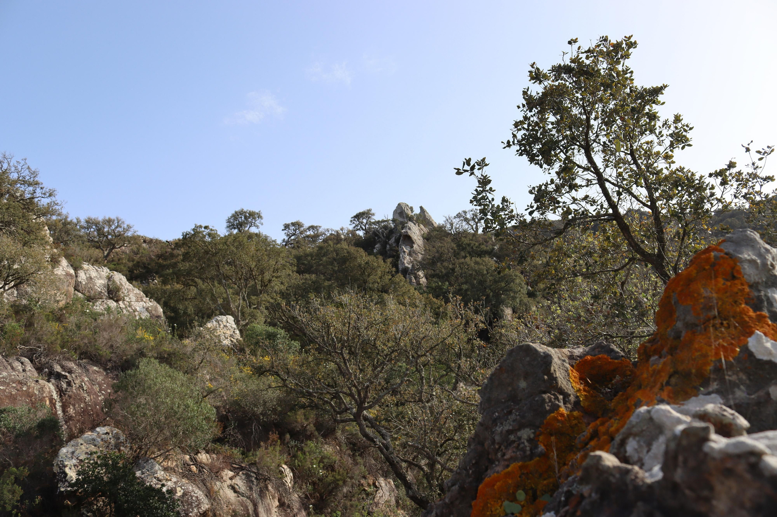 Fotos de la flora y fauna del Parque Natural de Los Alcornocales