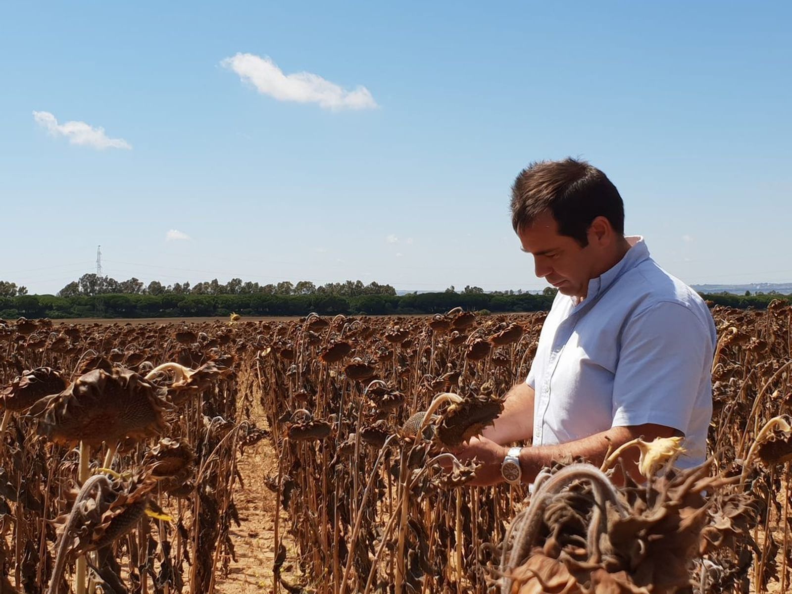 El presidente de Asaja-Cádiz supervisa el estado del girasol.