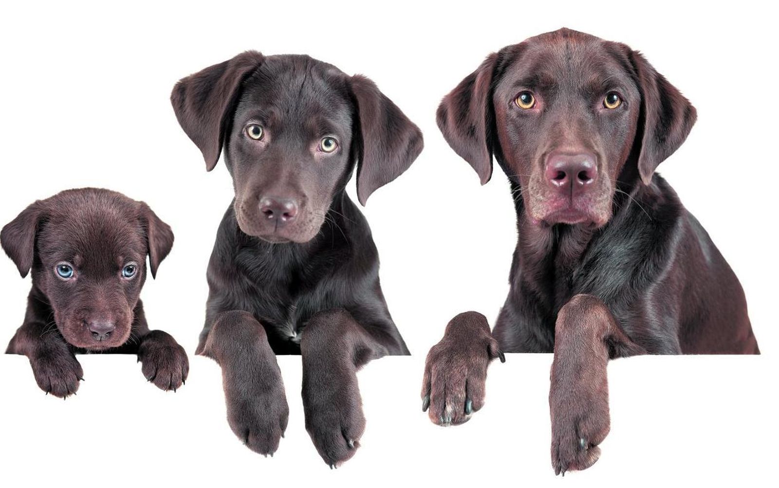 Esta fórmula científica te dirá la edad de tu perro