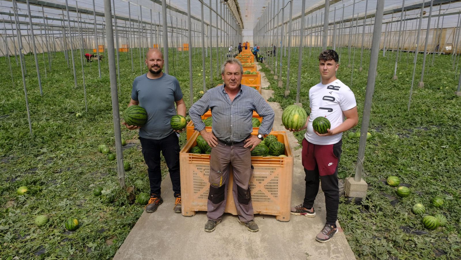 Imágenes de las primeras sandías que salen de Almería esta campaña