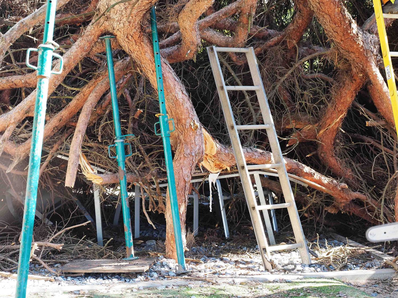 Un pino cae sobre las mesas de un restaurante en Nuevo Portil.