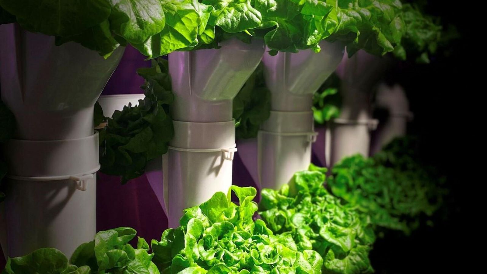 Detalle de lechuga cultivada con el sistema Growpipes