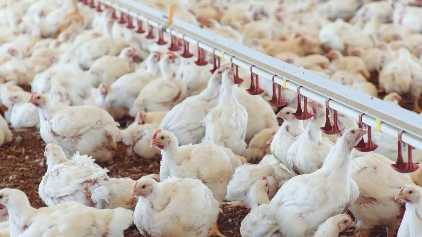 Granja avícola
