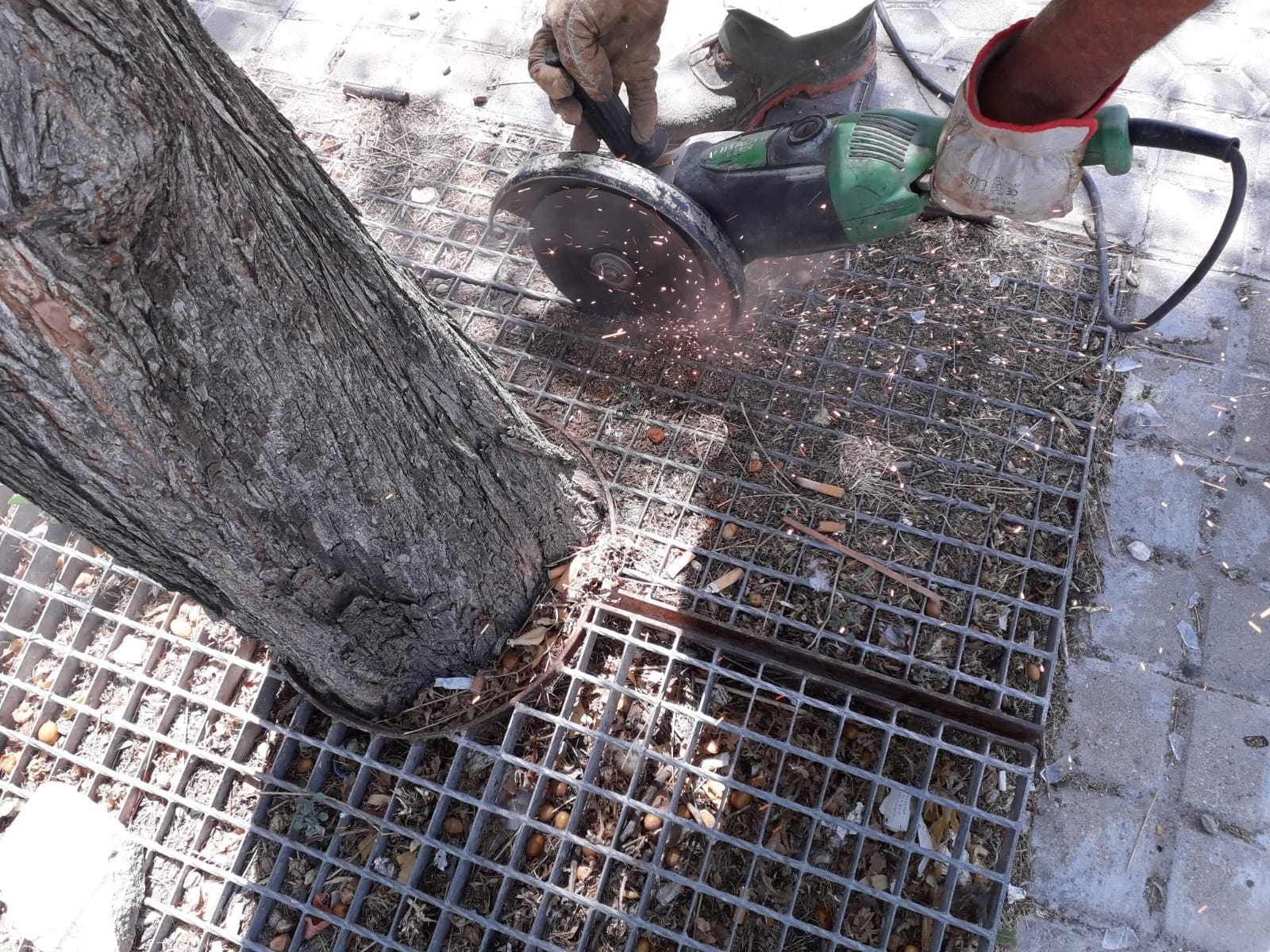 Un operario corta una rejilla que asfixia a un árbol en la ciudad.
