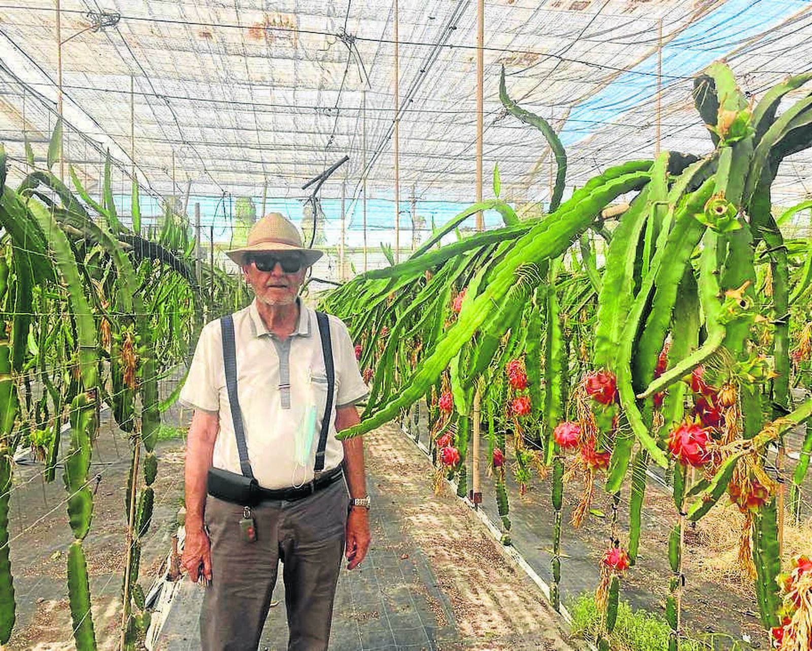 Antonio Mira visita a diario su plantación de pitahaya.