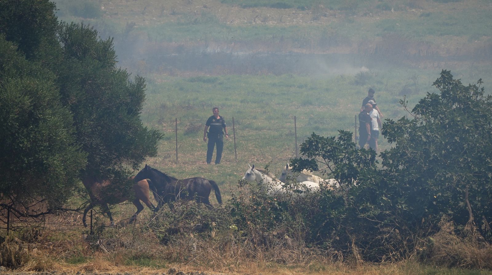 Así fue la salvación de las llamas de una manada de caballos en La Teja