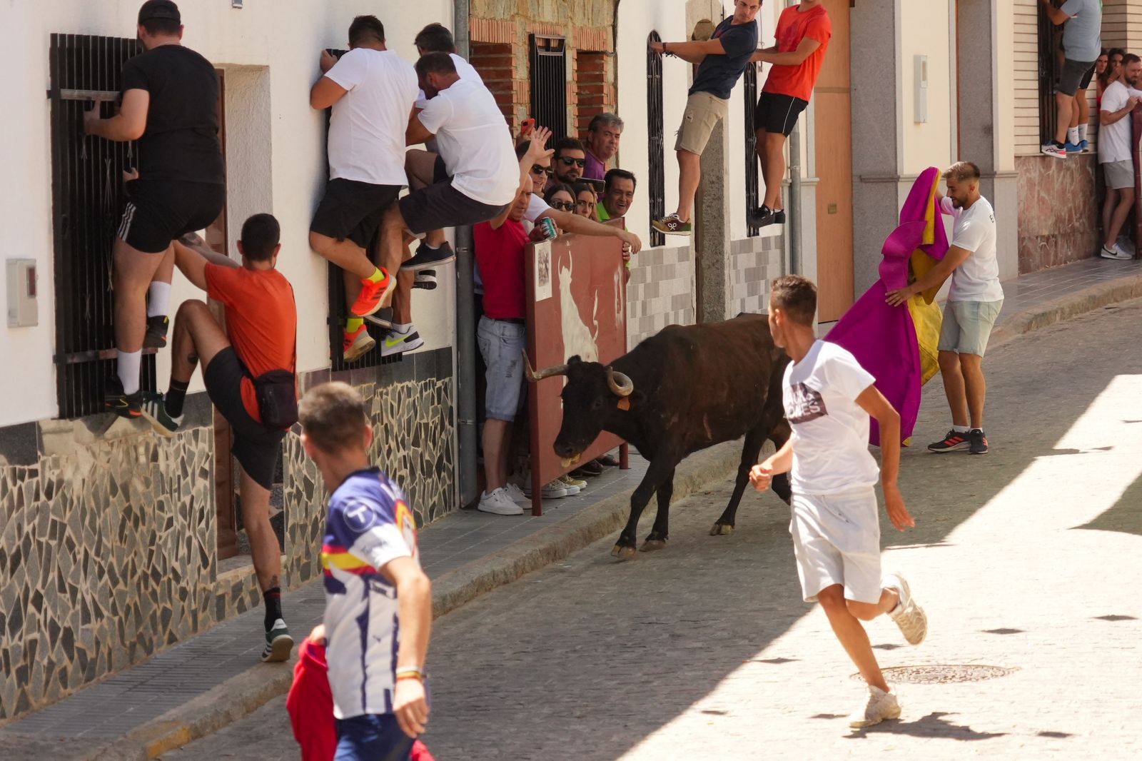El encierro de vaquillas por Santa Ana El Viso, en imágenes