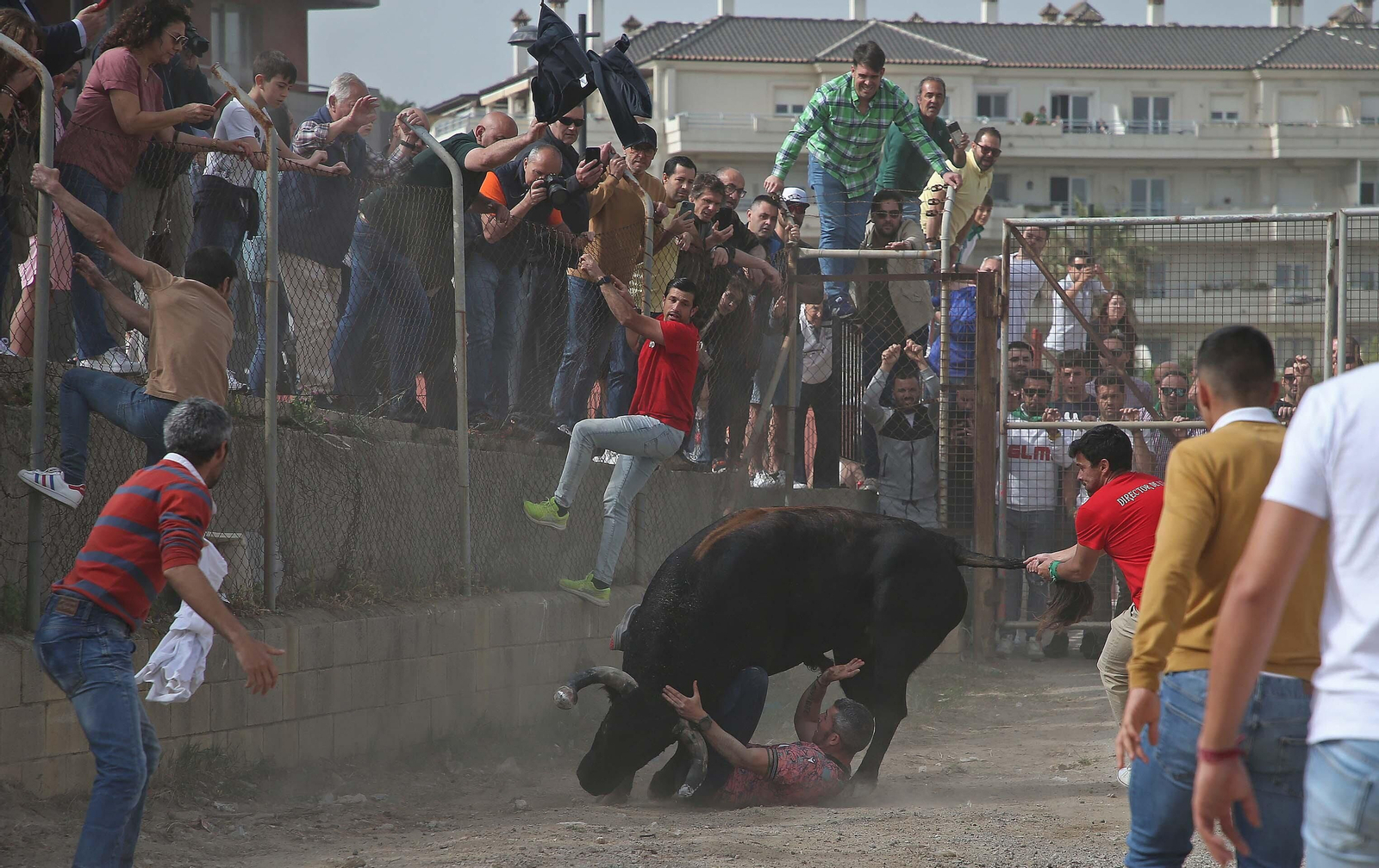 Fotos del Toro Embolao en Los Barrios