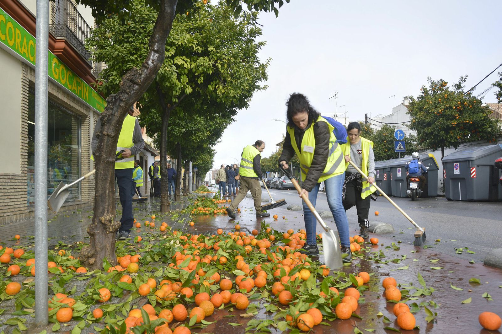 Recogida de la naranja llevada a cabo por Fepamic.
