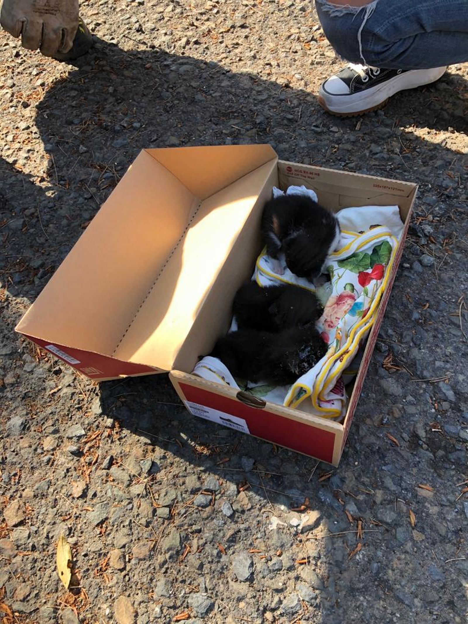 Los tres cachorros de gato rescatados con vida en Nuevo Portil