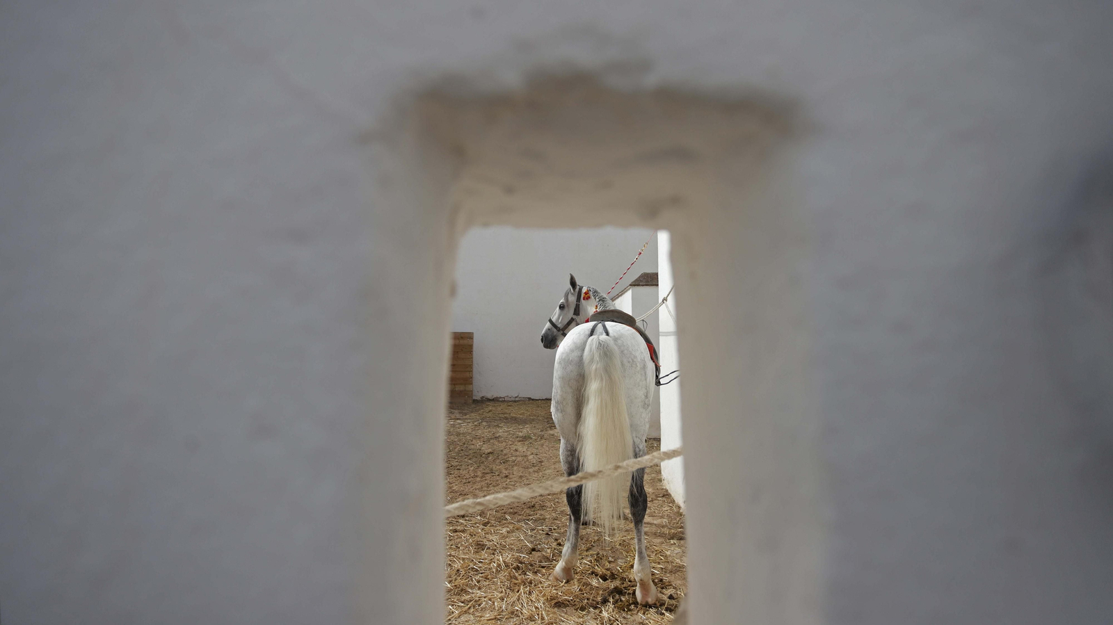 Fotos del espectáculo 'Cómo bailan los caballos andaluces' en San Roque