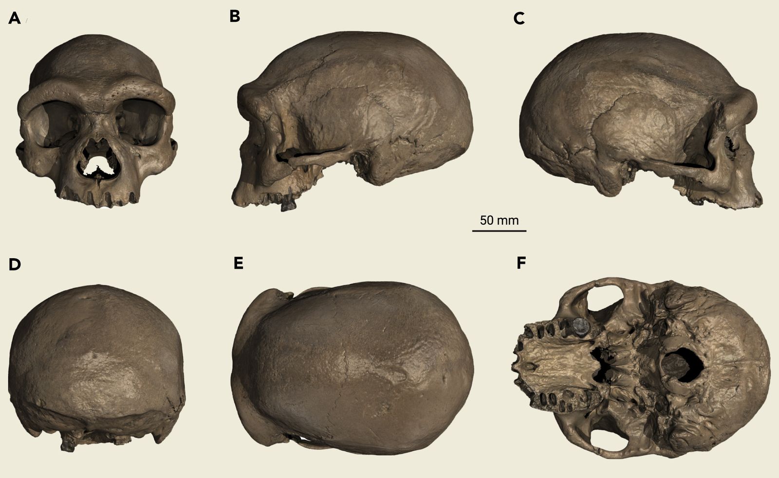 El cráneo de Harbin, identificado como una nueva especie, 'Homo longi' u 'hombre dragón'