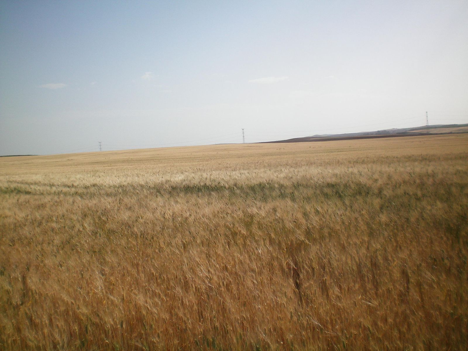 Un campo de trigo en el que se ven las espigas agostadas por la sequía y las altas temperaturas.