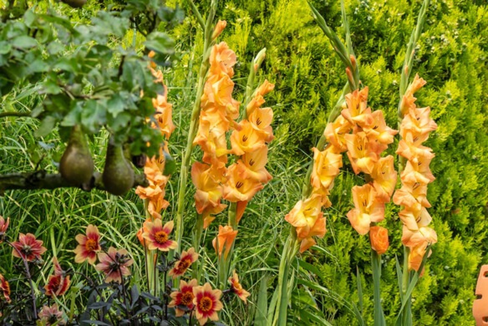 El nombre latino  de los Gladiolos es Gladiolus, diminutivo de 'gladius' que significa espada.