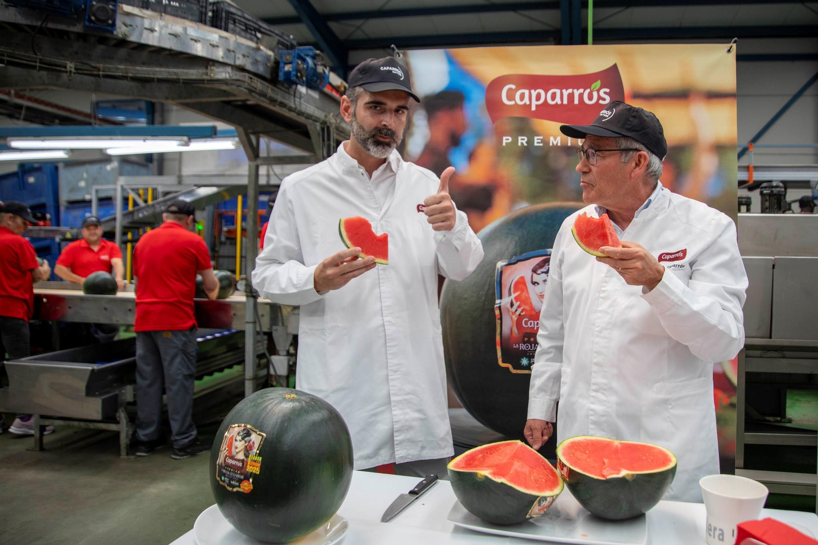 Vea cómo es el trabajo con las fantásticas sandías Premium en Grupo Caparrós