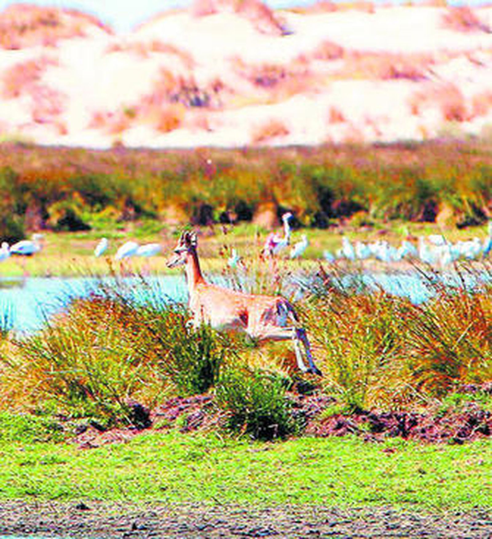 Un ciervo en el Parque natural de Doñana.
