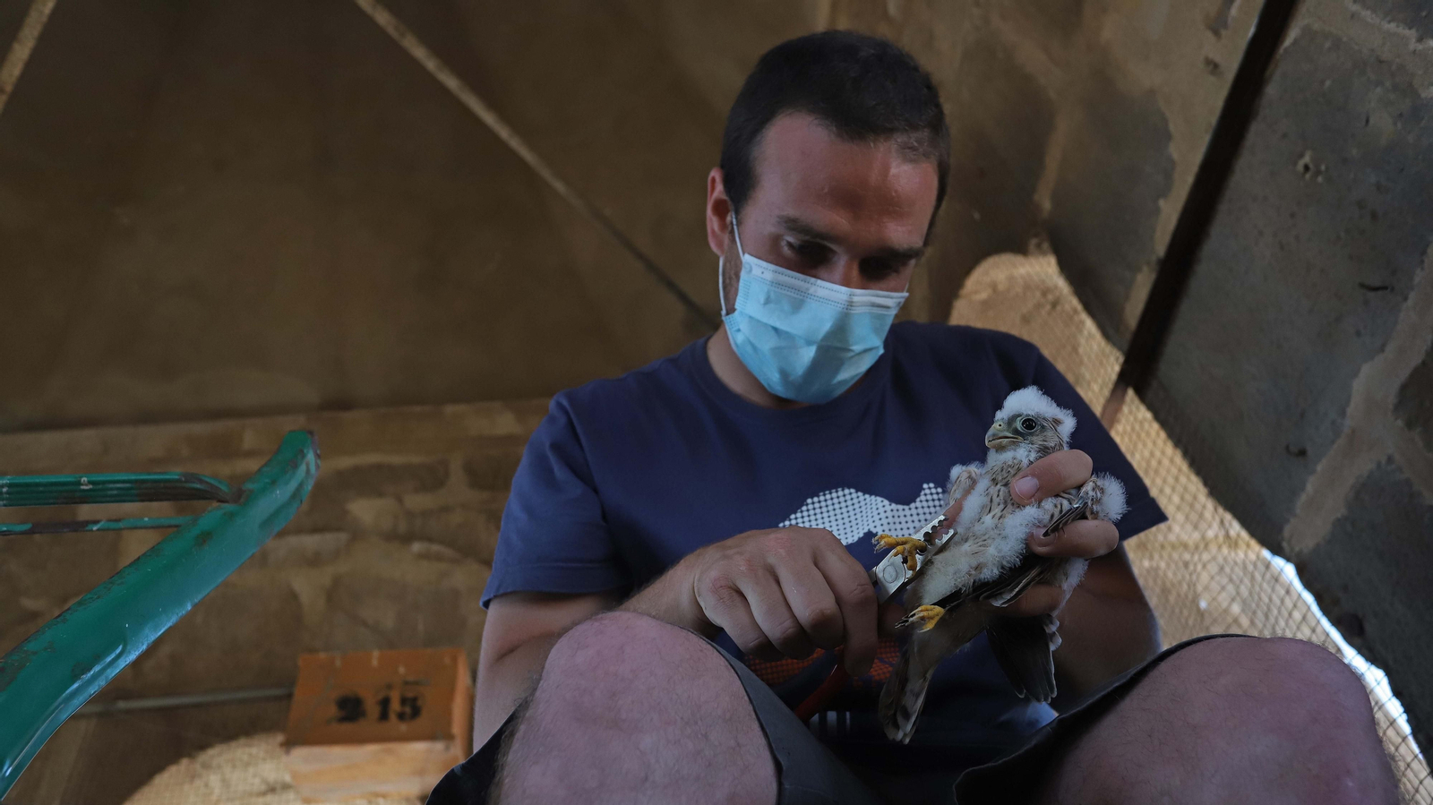 Anillamiento de cernícalos primilla del grupo Tumbabuey en Los Barrios