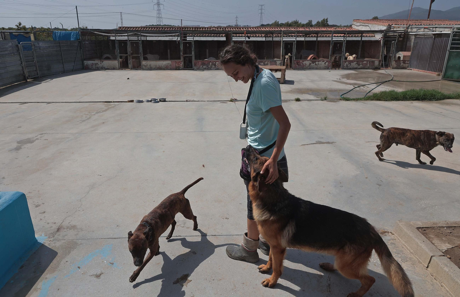 Imágenes de la protectora de animales del Campo de Gibraltar en Los Barrios