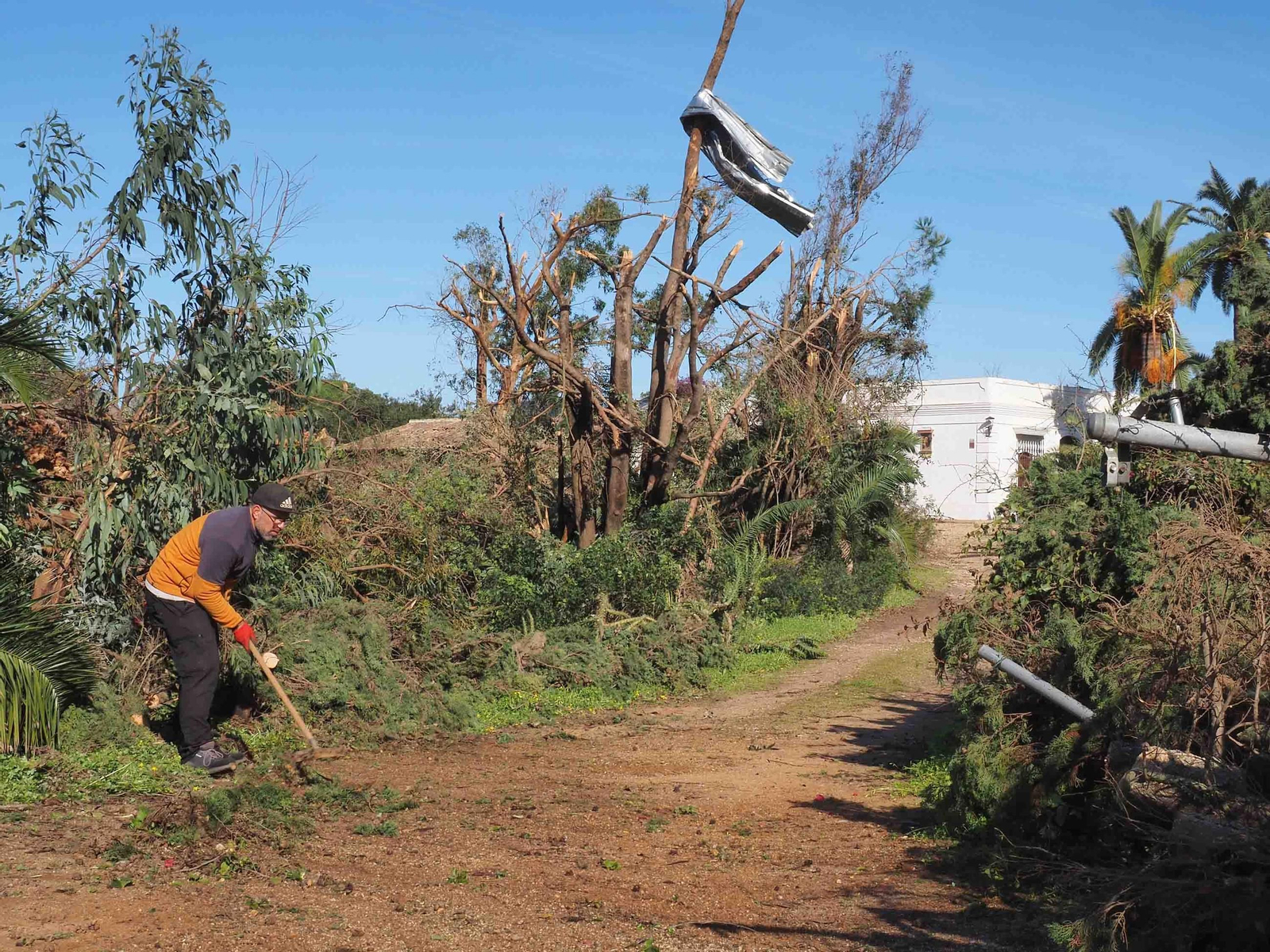 Un hombre retira restos vegetales este miércoles en su finca de Pozo del Camino Un hombre retira restos vegetales este miércoles en su finca de Pozo del Camino