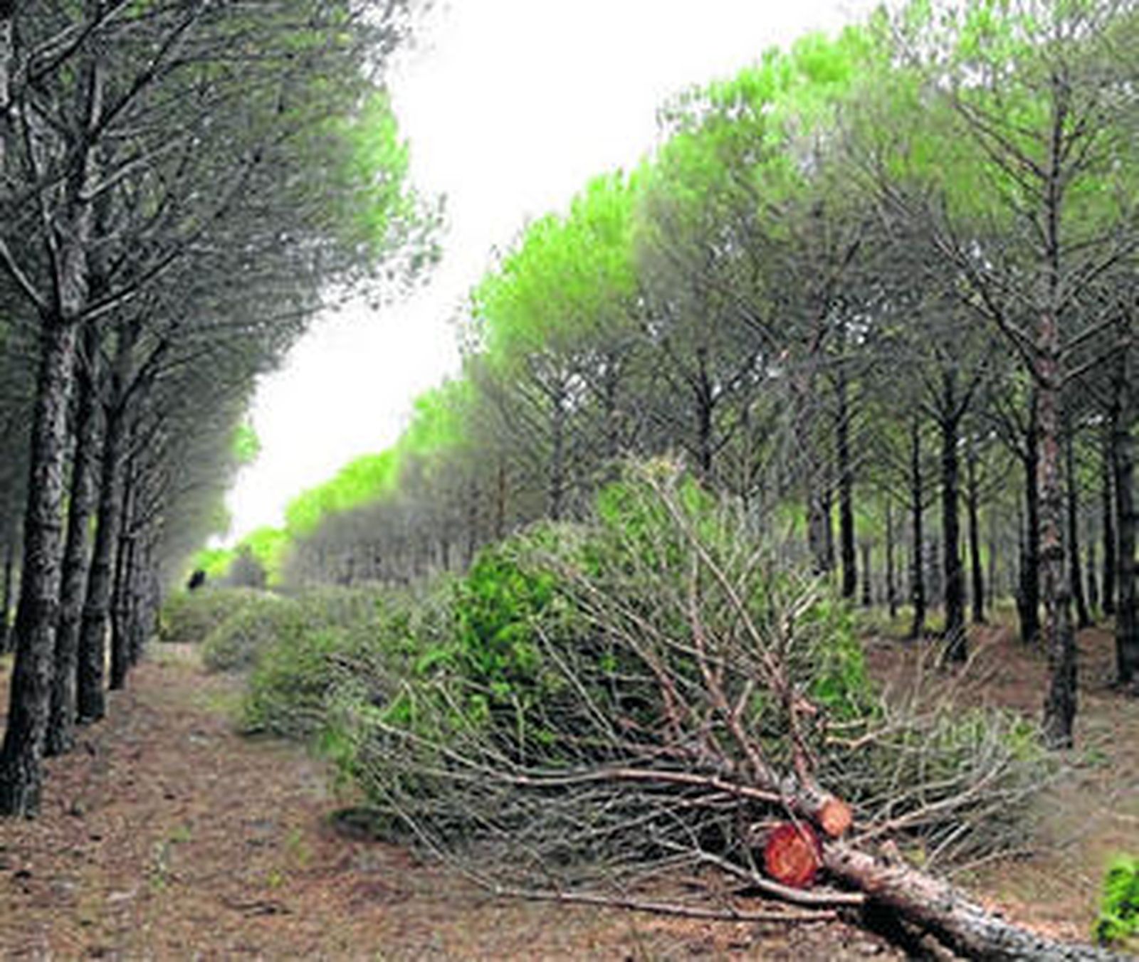 1. Dos operarios podan los pinos para obtener biomasa que se transformará en energía. 2. Carga en camiones para transportar el material que se destinará a la generación de energía. 3. El pino es un combustible de primer orden. 4. El aprovechamiento forestal genera numerosos puestos de trabajo en el municipio almonteño. 5. Las labores forestales generan numerosos puestos de trabajo. 6-7. Material acumulado y listo para ser utilizado. Reportaje gráfico: C. López