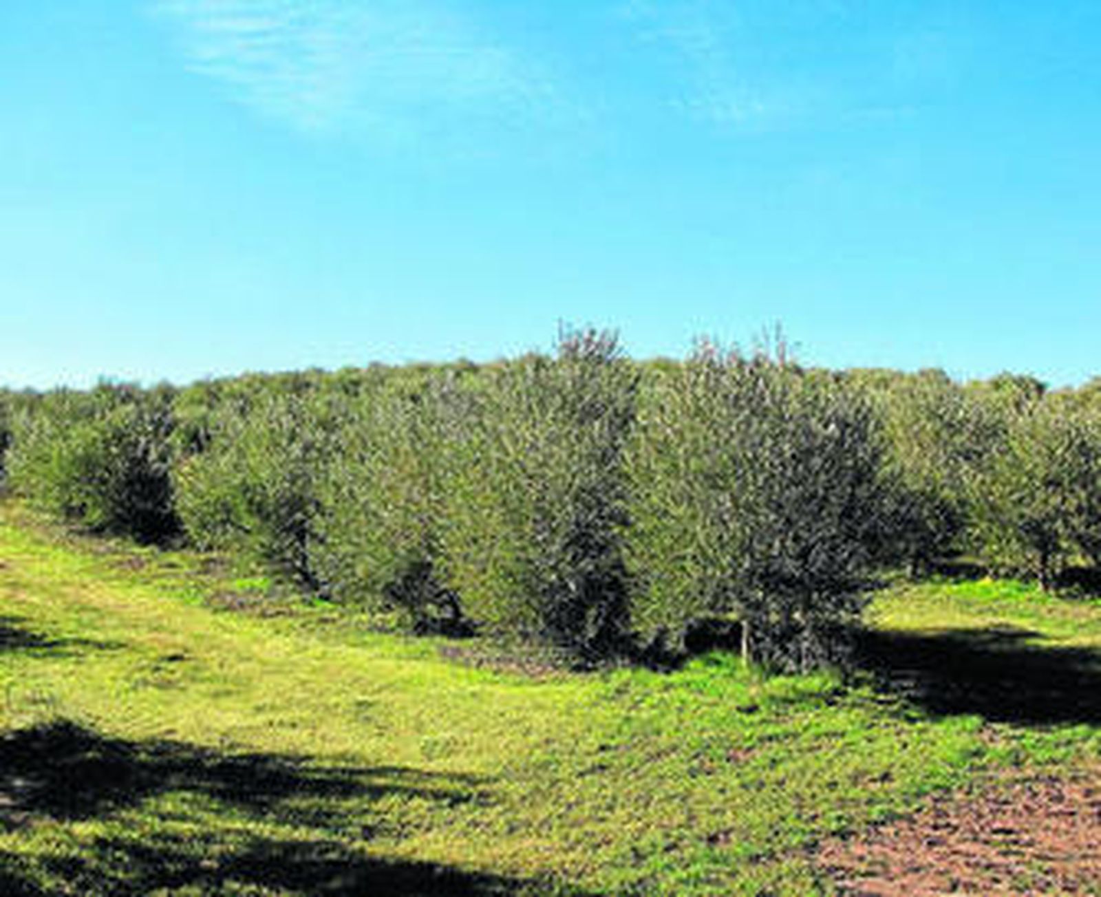 Vista de un olivar ecológico en l aprovincia.