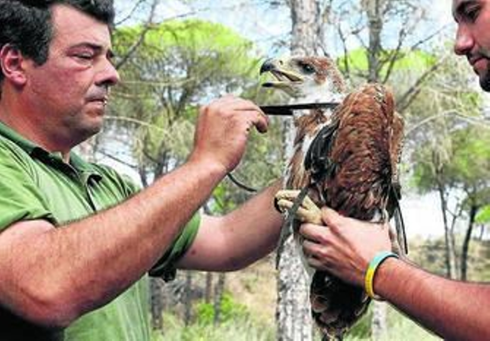 Un científico coloca un radiotransmisor a un pollo de águila imperial.