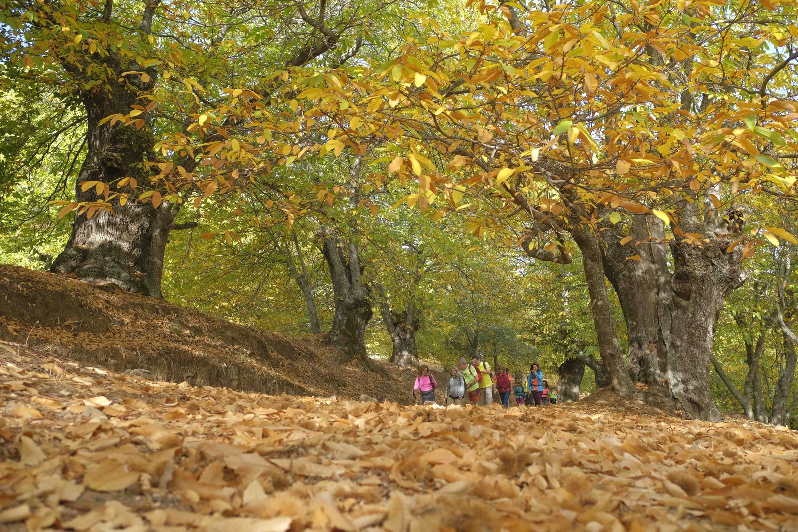 El Bosque de Cobre, en imágenes