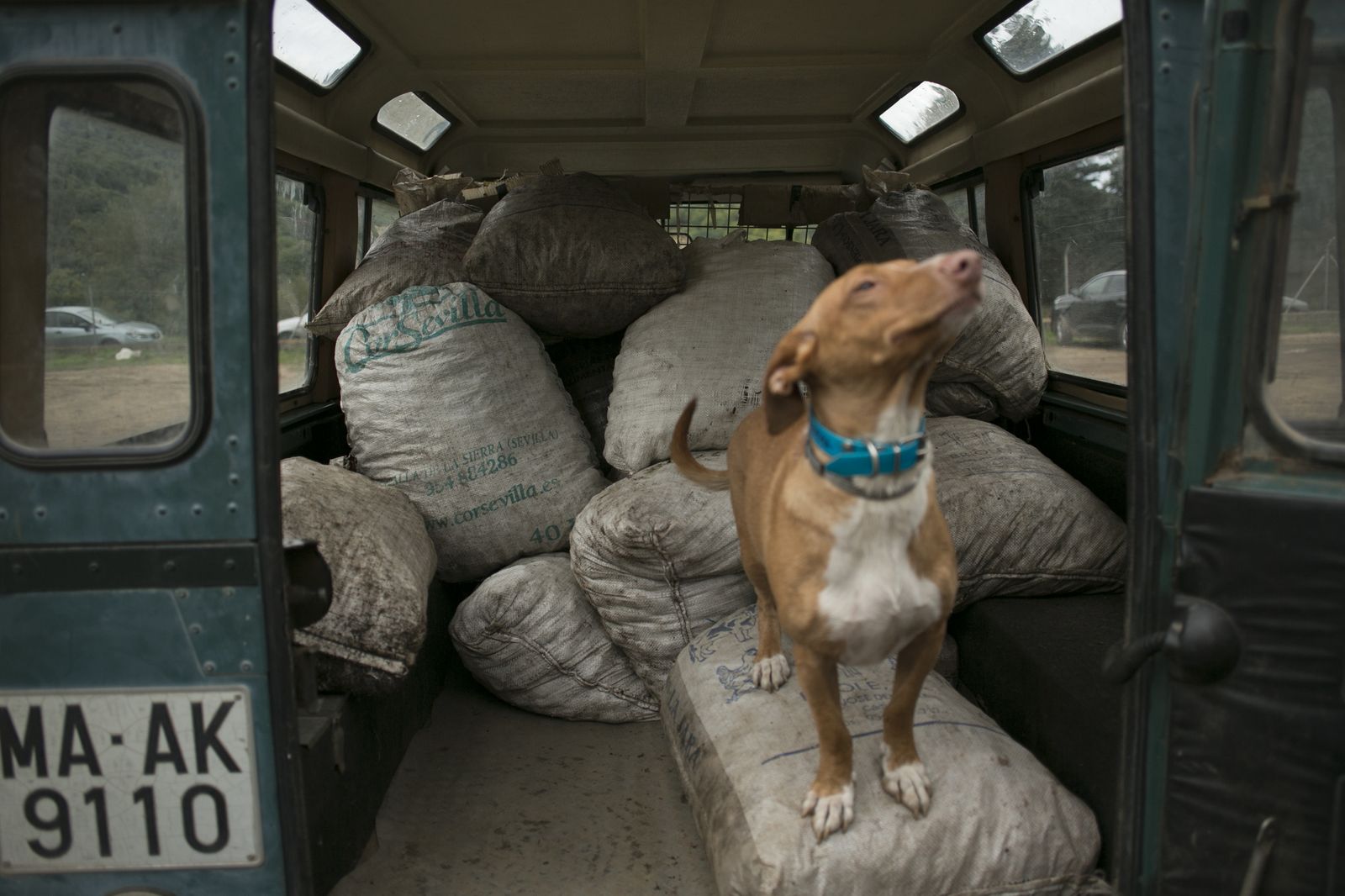Temporada de castañas en el Valle del Genal