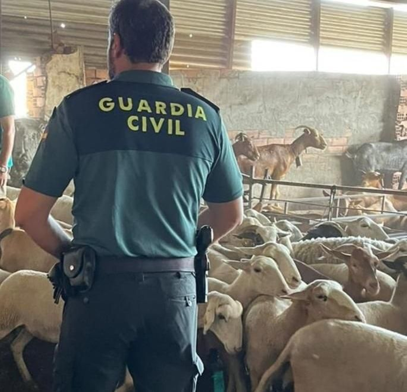 Un guardia civil durante la operación