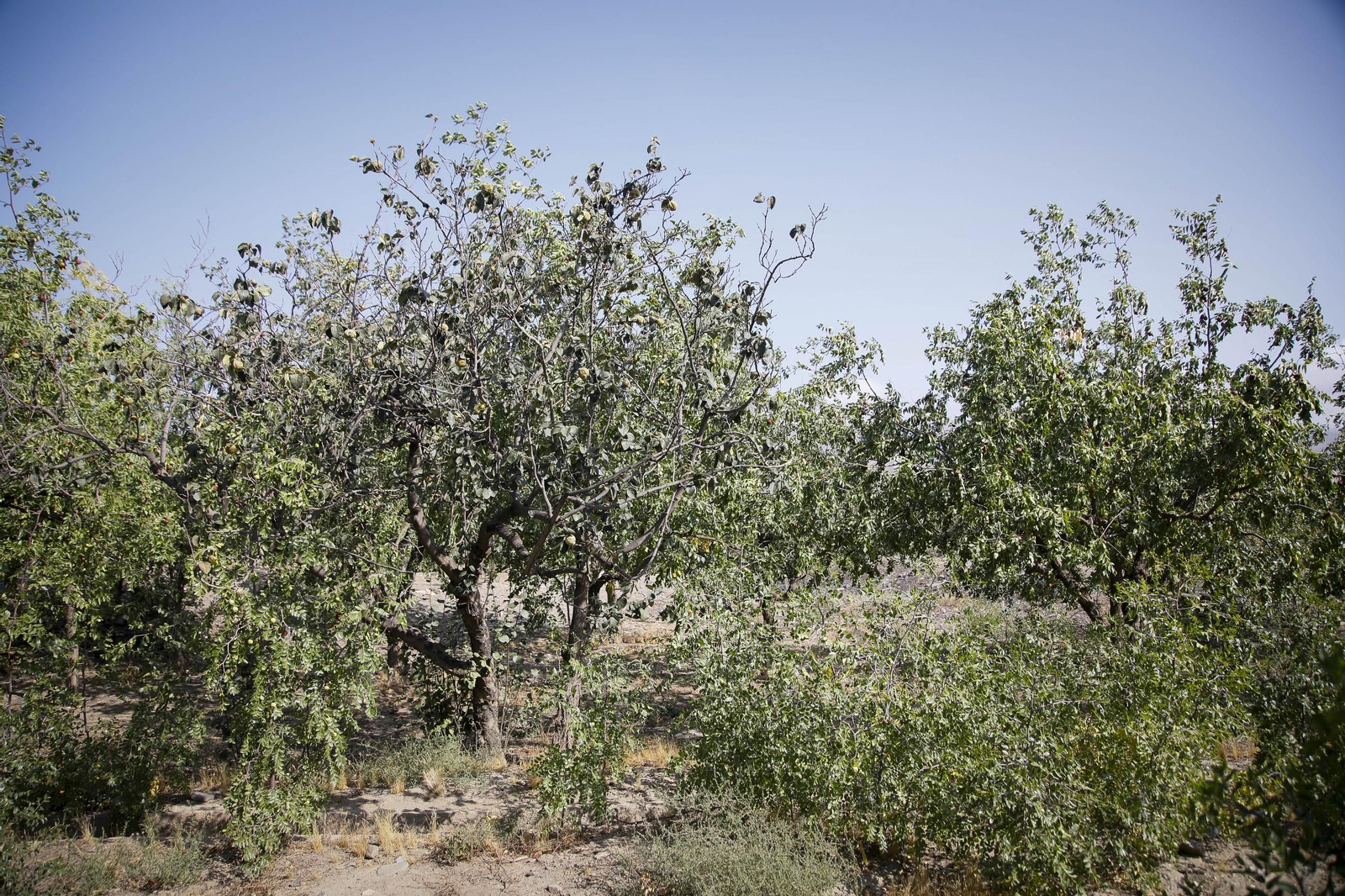 Imágenes del cultivo de azufaifas en Abrucena