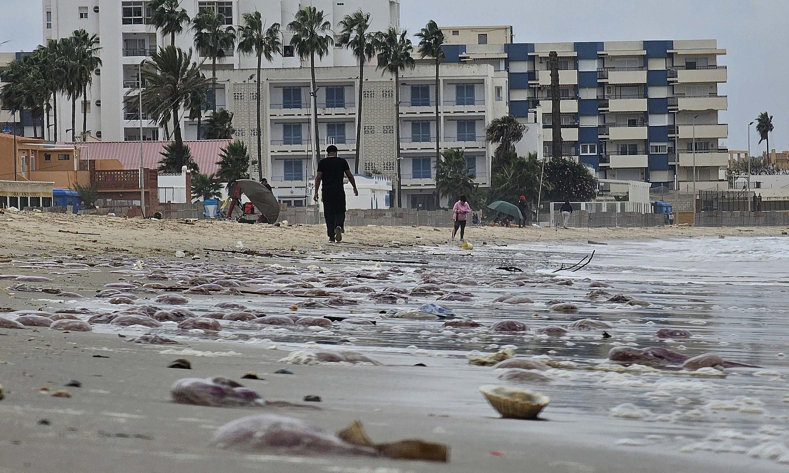 Fotos de las medusas en las playas de Algeciras