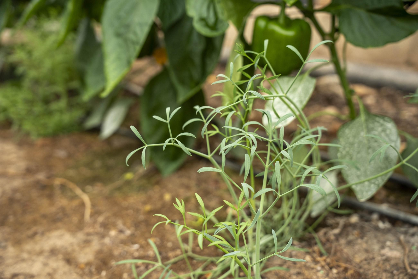 Las imágenes de la suelta de bichos depredadores para la lucha biológica en invernadero por Agrobio