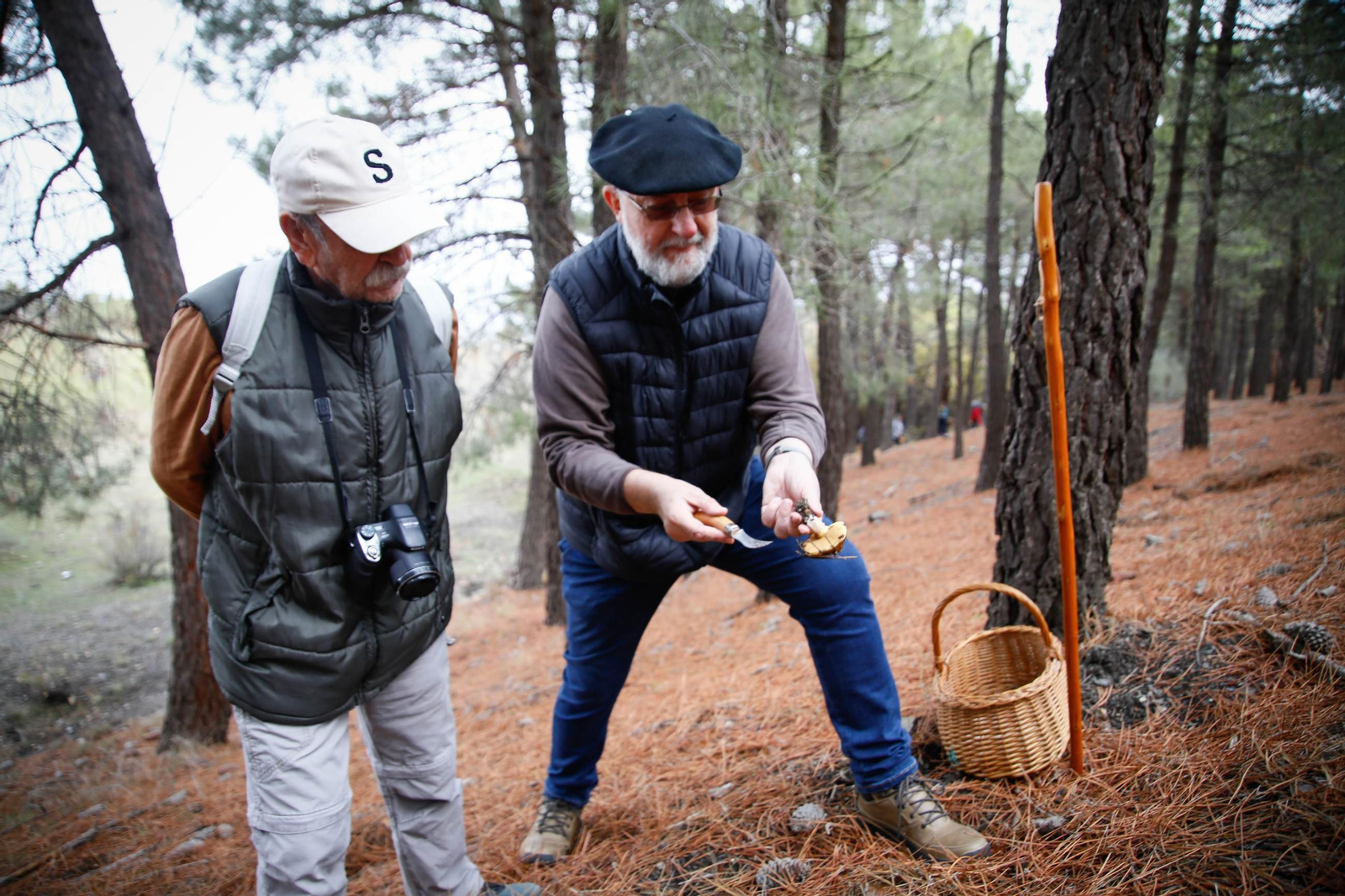 La ruta recolectora de setas en Abla por las XIX Jornadas Micológicas, en imágenes
