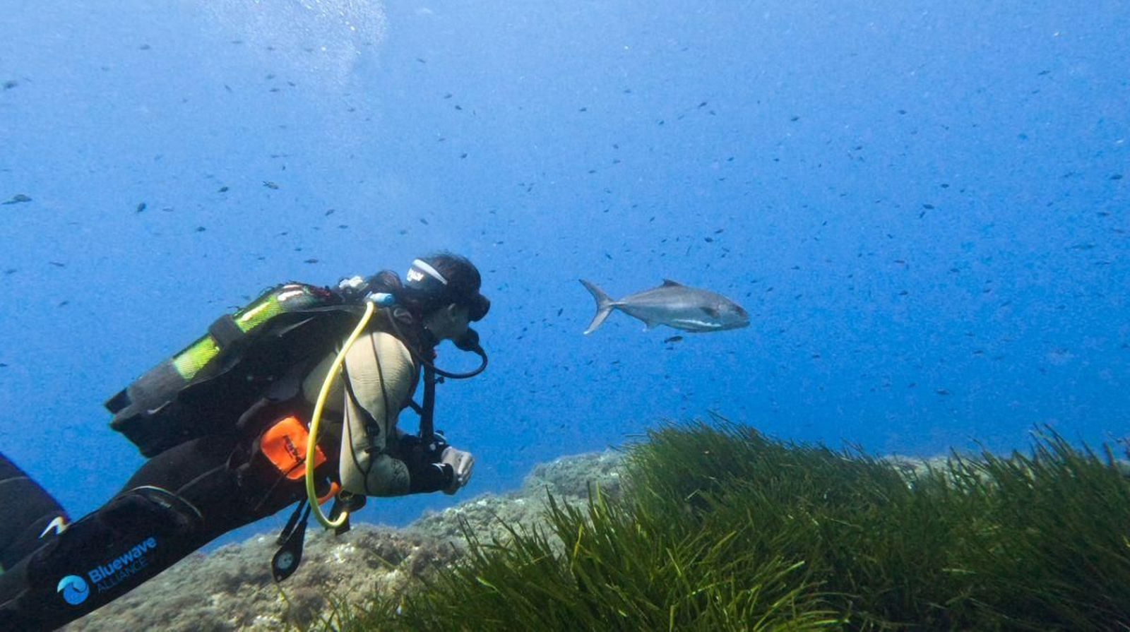 Un submarinista grabando peces en su hábitat.