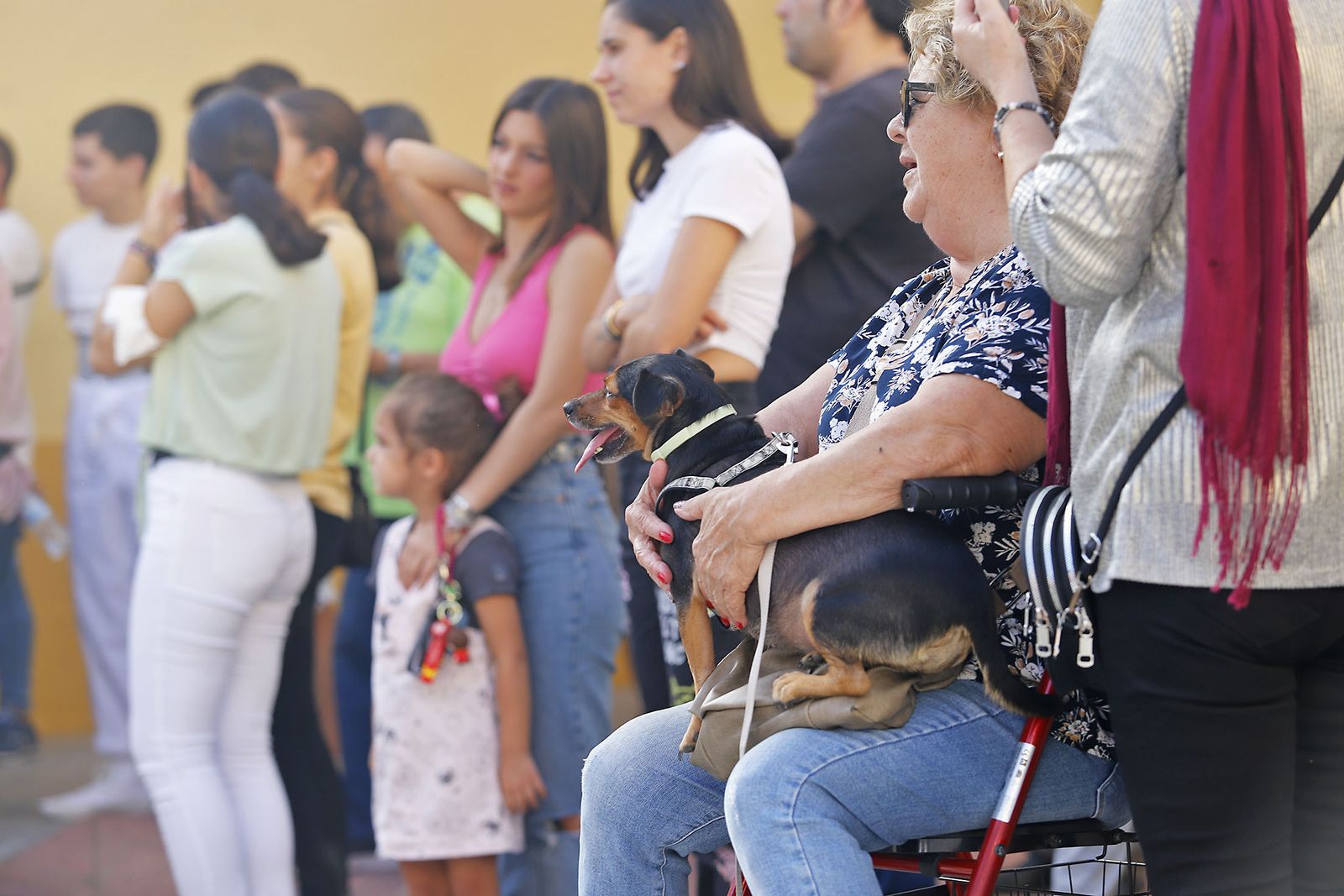 Imágenes de la procesión de San Francisco de Asís por las calles de Pérez Cubillas y bendición de animales y plantas