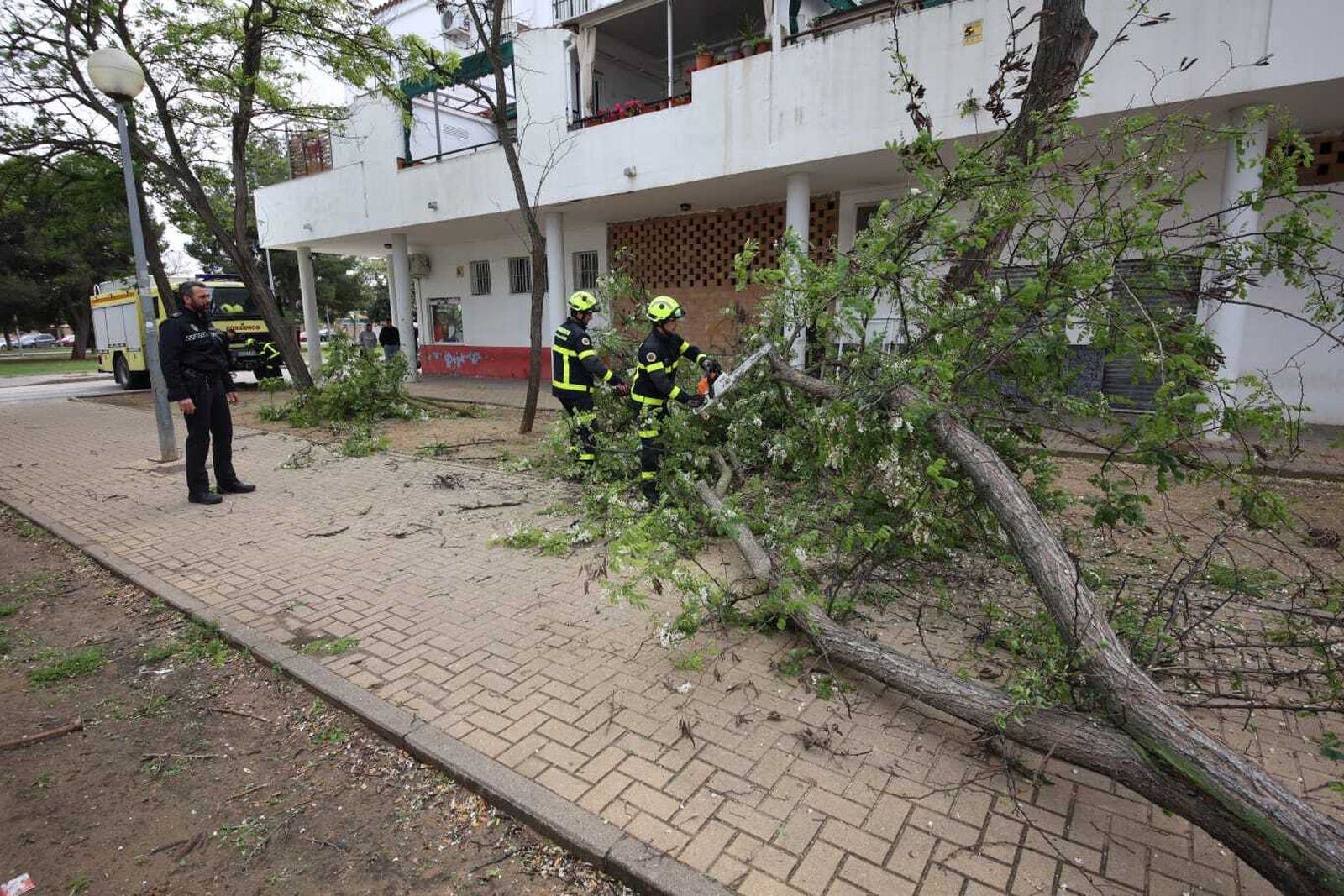 Así ha sido la actuación de los bomberos de Jerez para retirar un árbol y evitar daños en viviendas