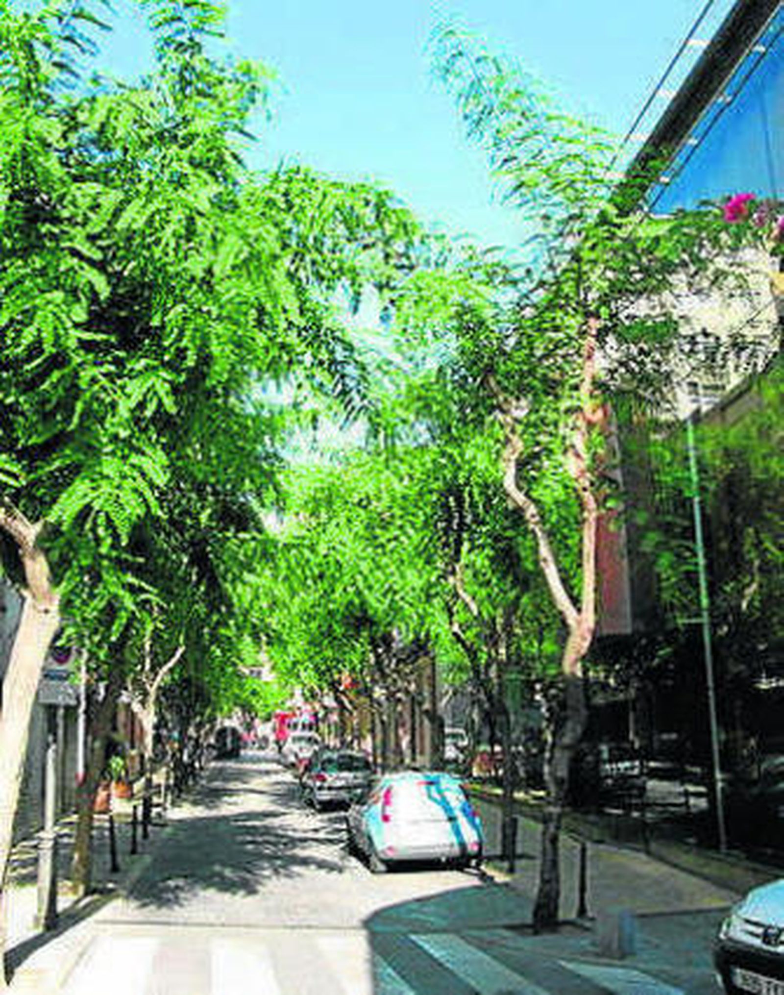 Antes y después de la poda.