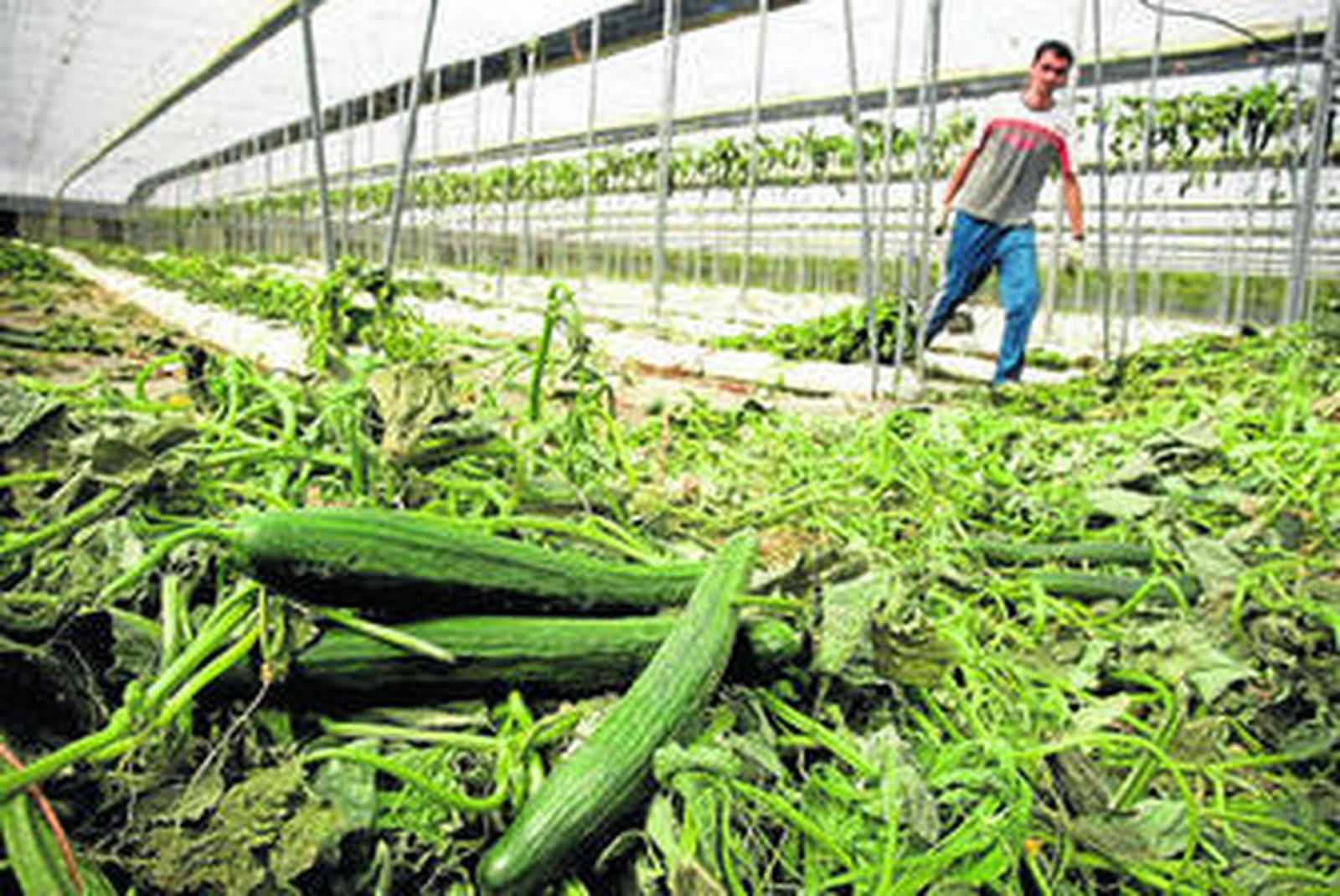 Un trabajador arranca plantaciones de pepinos en un invernadero de Las Norias (Almería).