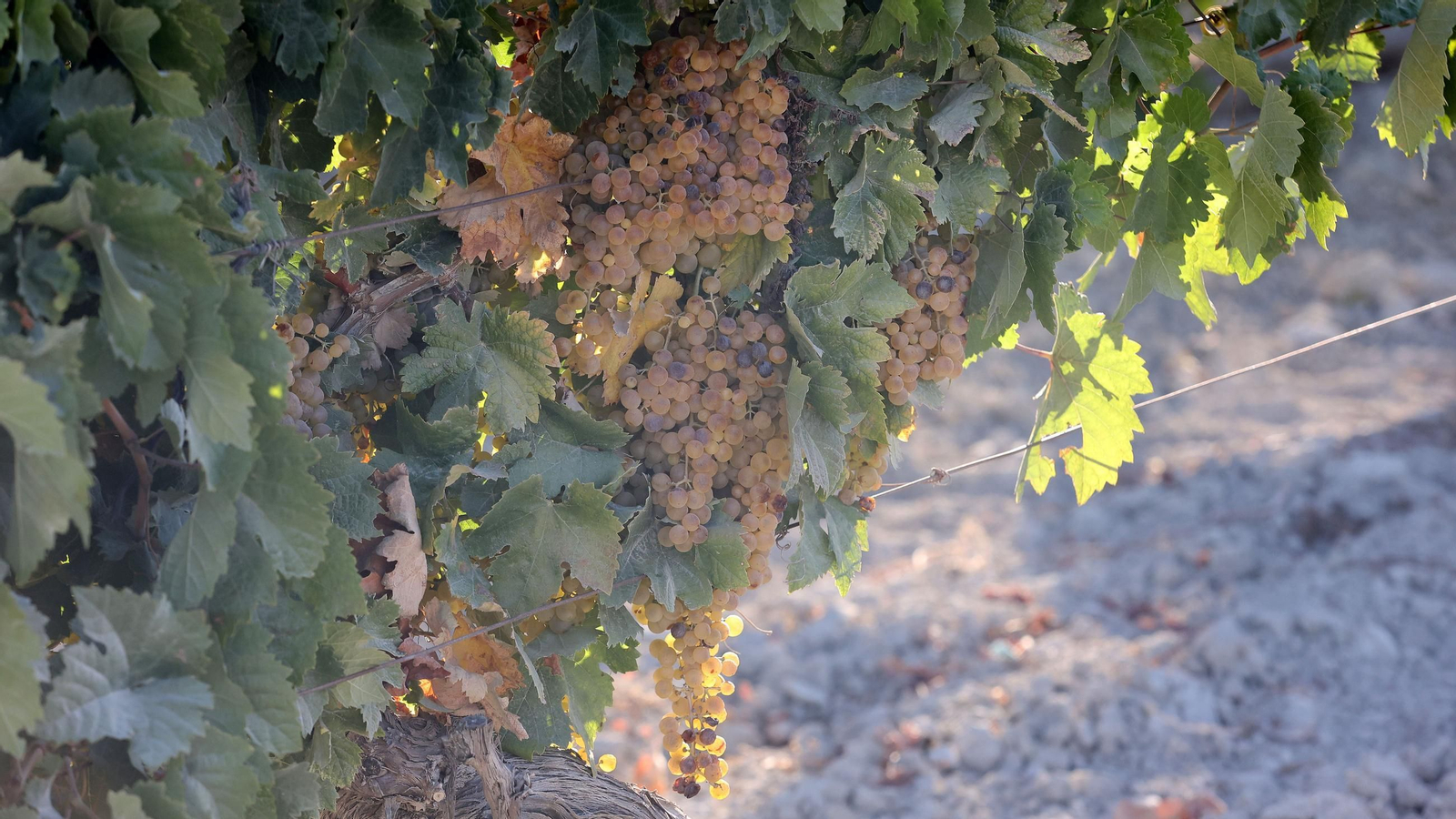 Vendimia a mano en la Viña El Caribe en Jerez