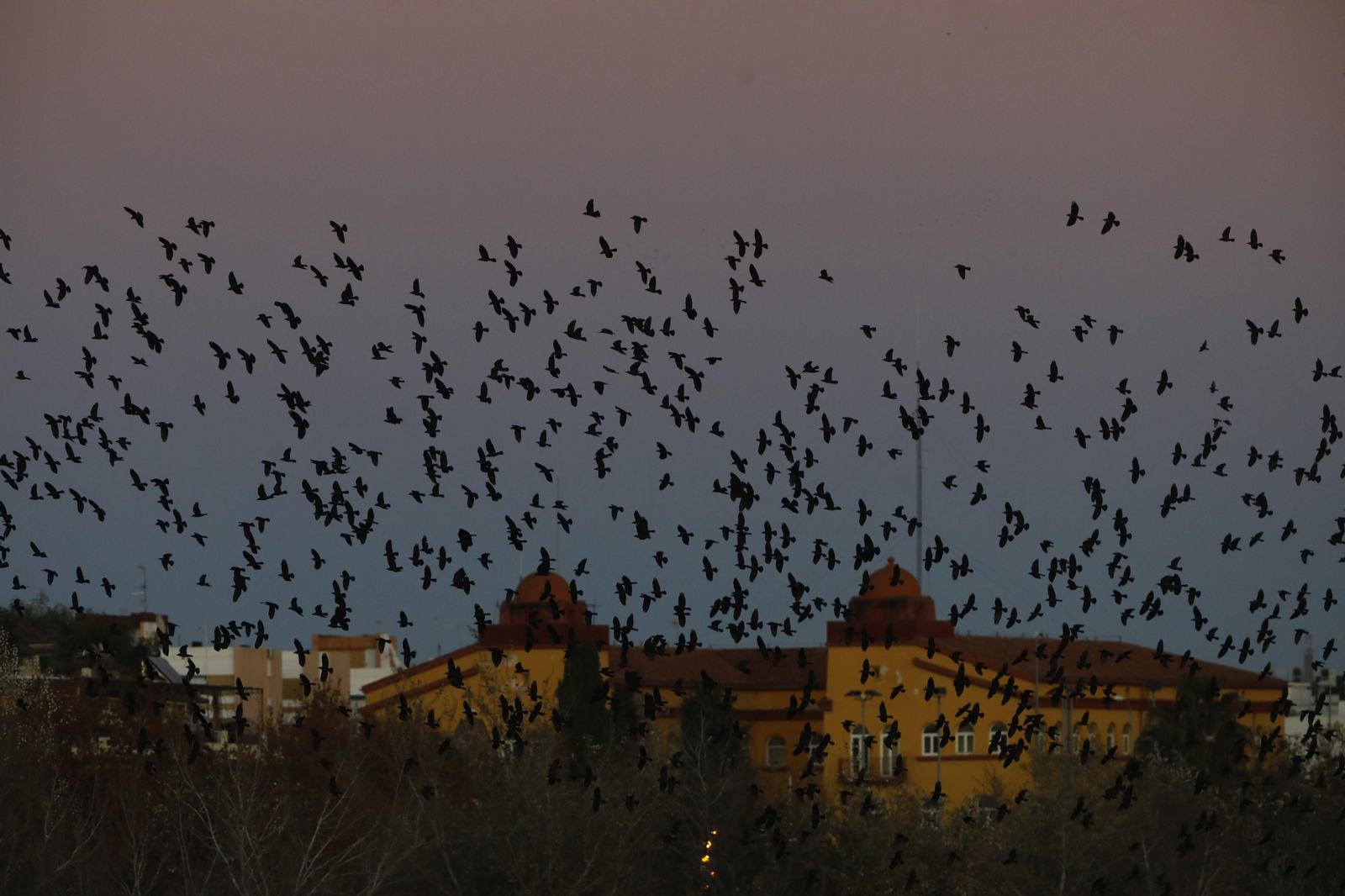 Las aves que habitan en Los Sotos de la Albolafia de Córdoba, en fotografías