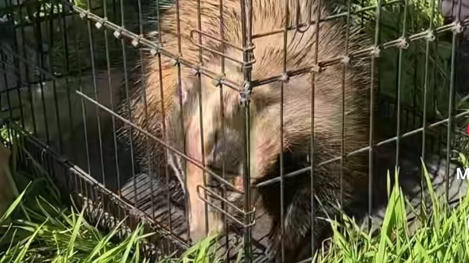 El tejón, una vez introducido en el cajetín.