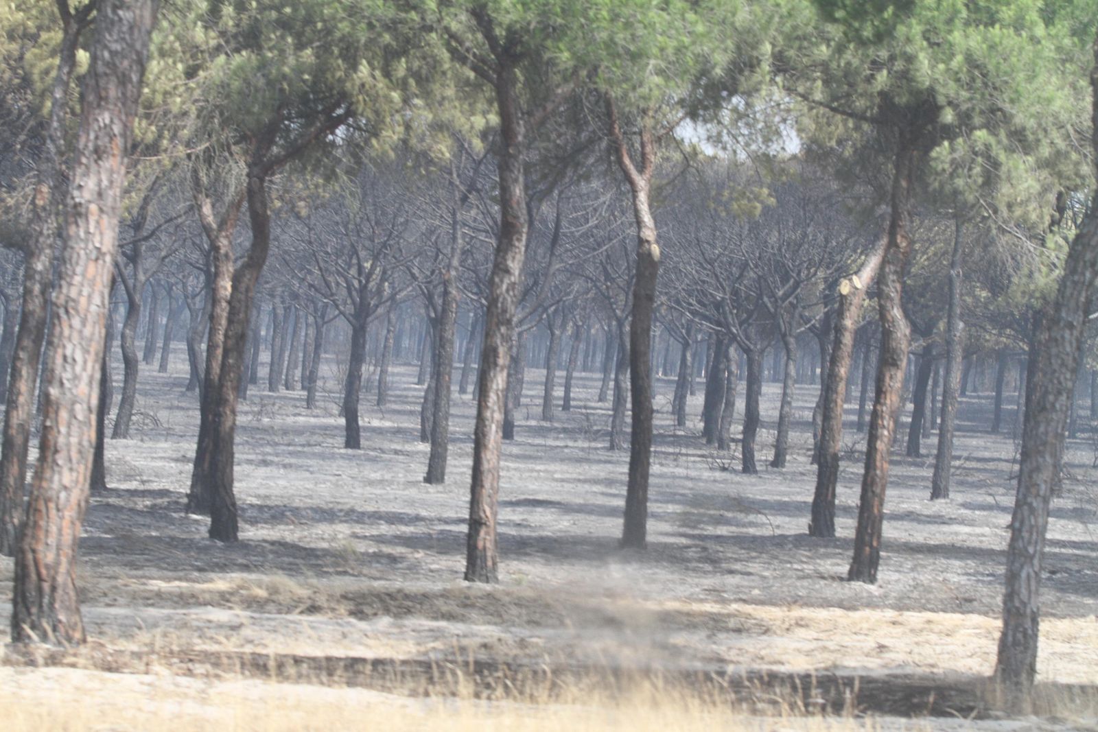 Las imágenes del incendio en Moguer y Mazagón