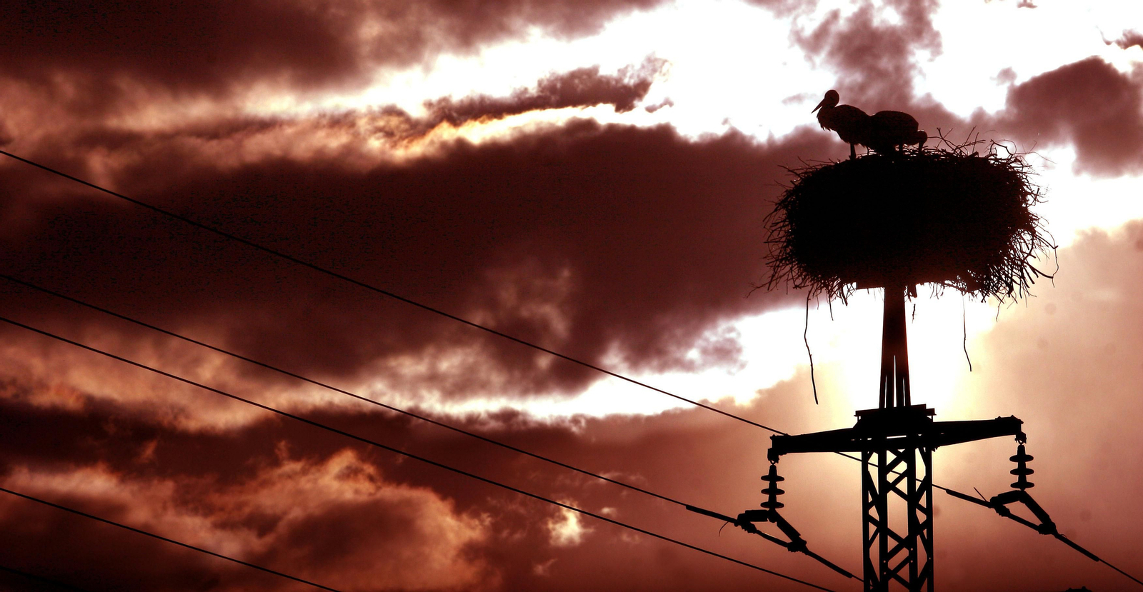 Un nido de cigüeña sobre un tendido eléctrico.
