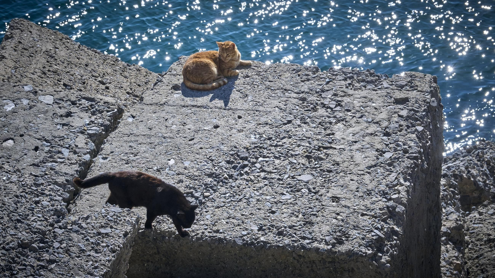 Gatos de la colonia de gatos de los bloques del Campo del Sur en Cádiz.